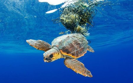 Plastic is causing extinction of sea reptiles