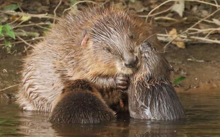 Beavers Build the First Dam on Exmoor after 400 years
