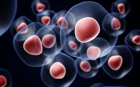 New Stem Cell Protein Greatly Increases Supply of Life Saving Cells