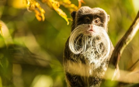 What is the Significance of Monkey Day?