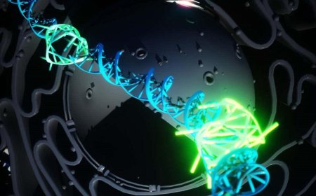 Rare four stranded DNA, first discovered