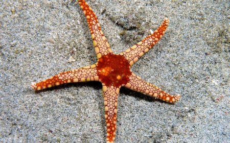 New starfish-like fossils suggest evolution is in action