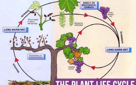 Introducing children to the life cycle of plants