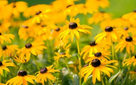 Lesson ideas for spring