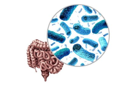 A High-Fat Diet Quickly Changes the Gut Microbiota