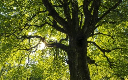 Why trees are important
