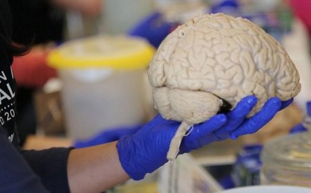 Consumption of energy by the brain linked with weight gain