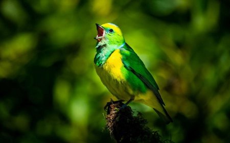 The best rest: forest noise and singing birds