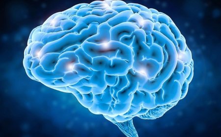 Occipital lobe - what are its structure and most important functions?