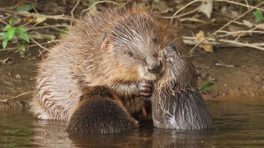 Beavers Build the First Dam on Exmoor after 400 years