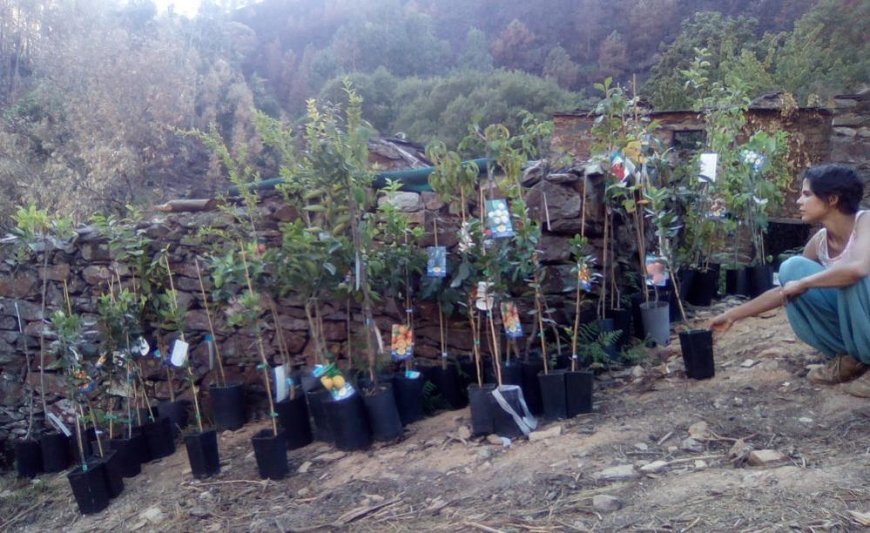 Tree plantations in the Kagan Valley