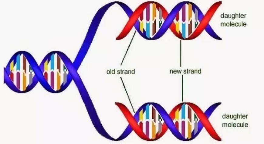 Why DNA Copying is Essential in Reproduction